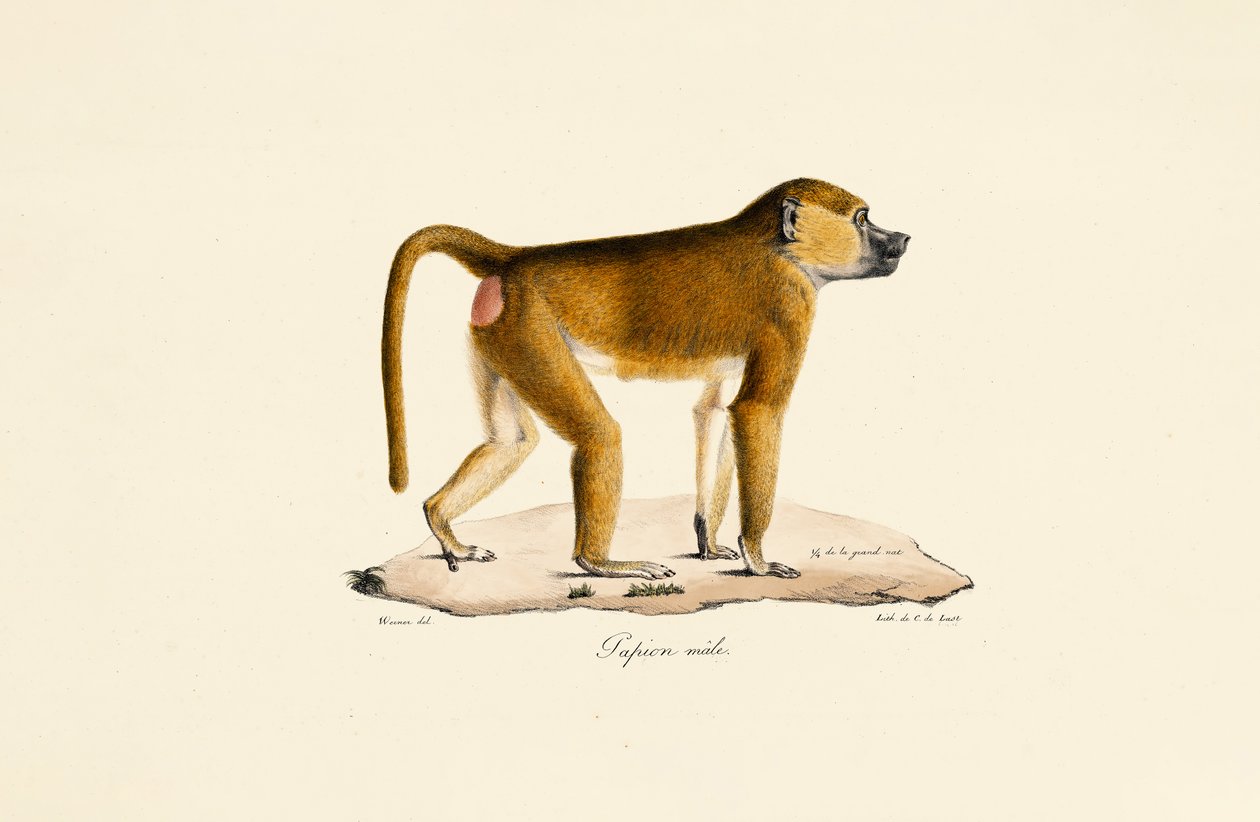  od Jacques Christophe Werner