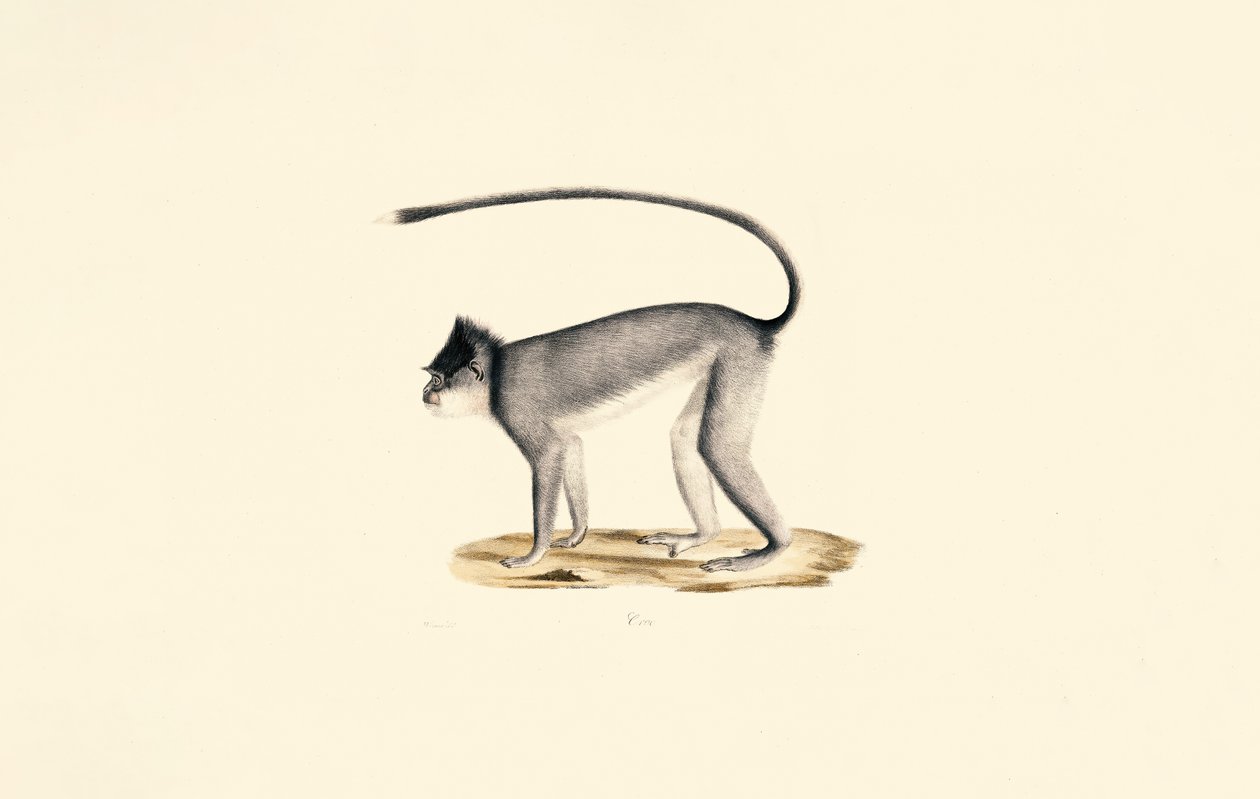 Hanuman Langur od Jacques Christophe Werner