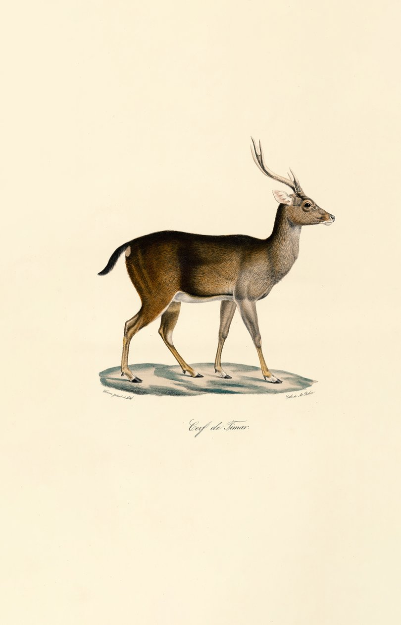 Javan Rusa od Jacques Christophe Werner
