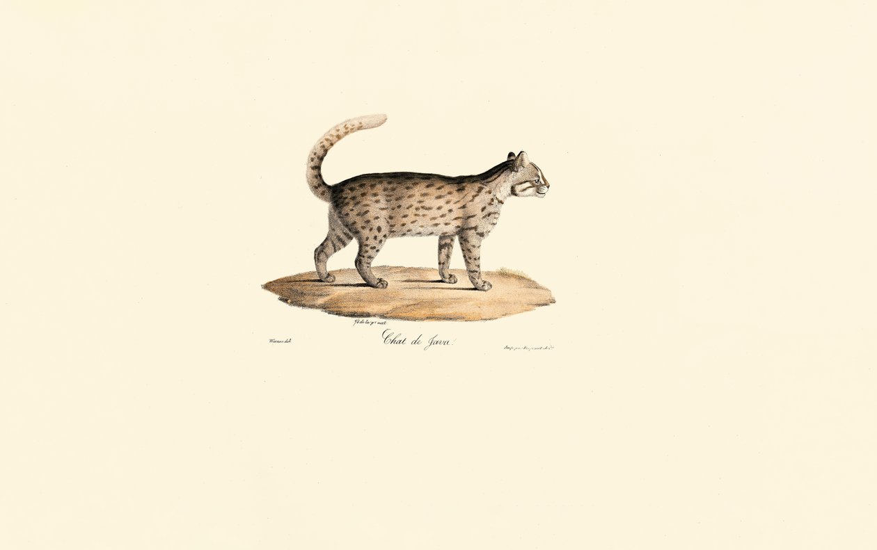 Kočka leopardí (Prionailurus bengalensis) od Jacques Christophe Werner