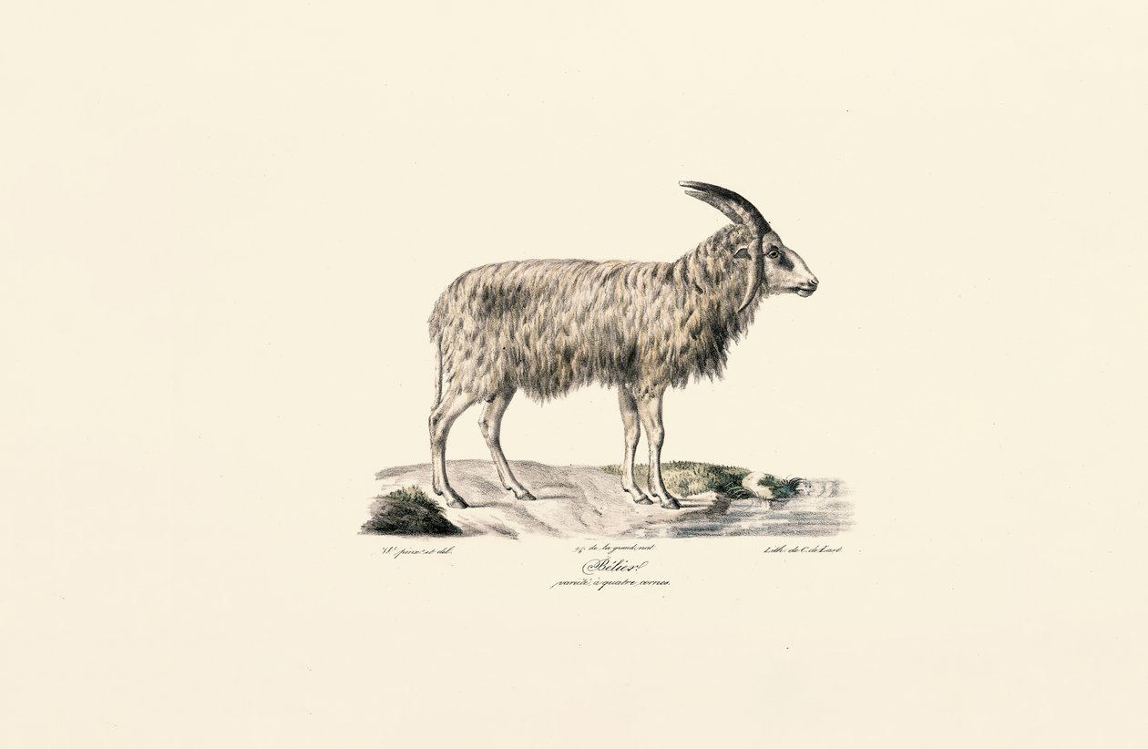 Koza dlouhosrstá od Jacques Christophe Werner