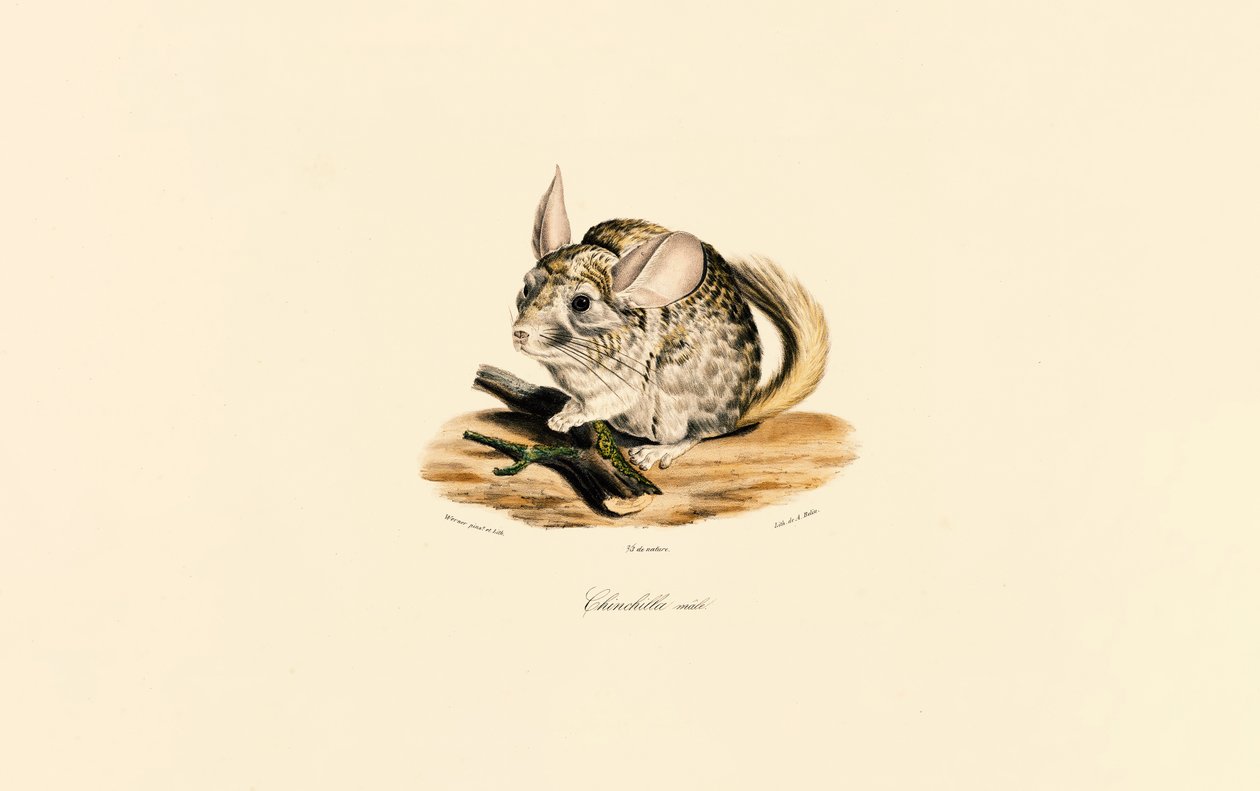  od Jacques Christophe Werner