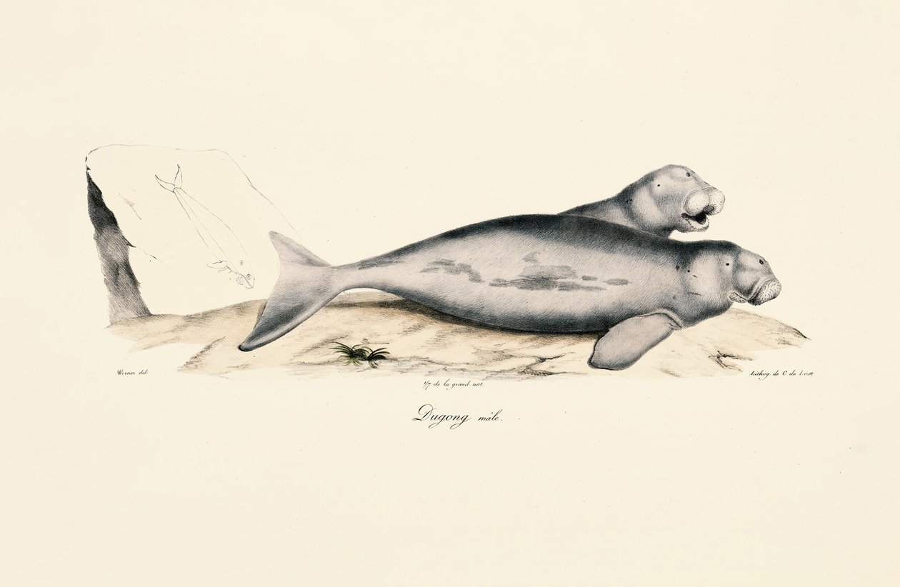 Samec dugonga od Jacques Christophe Werner