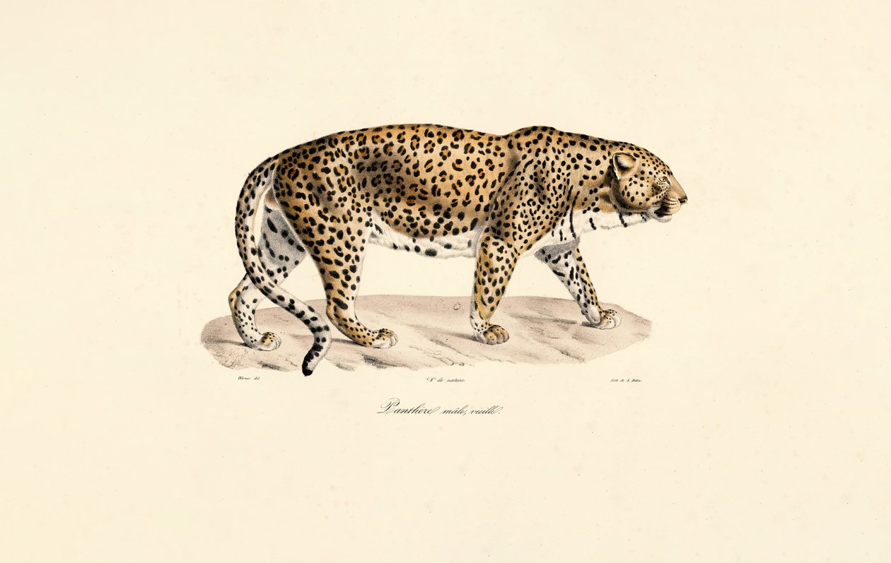 Samec leoparda od Jacques Christophe Werner
