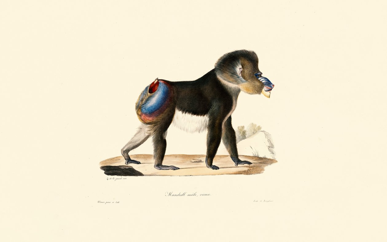 Mandrill od Jacques Christophe Werner