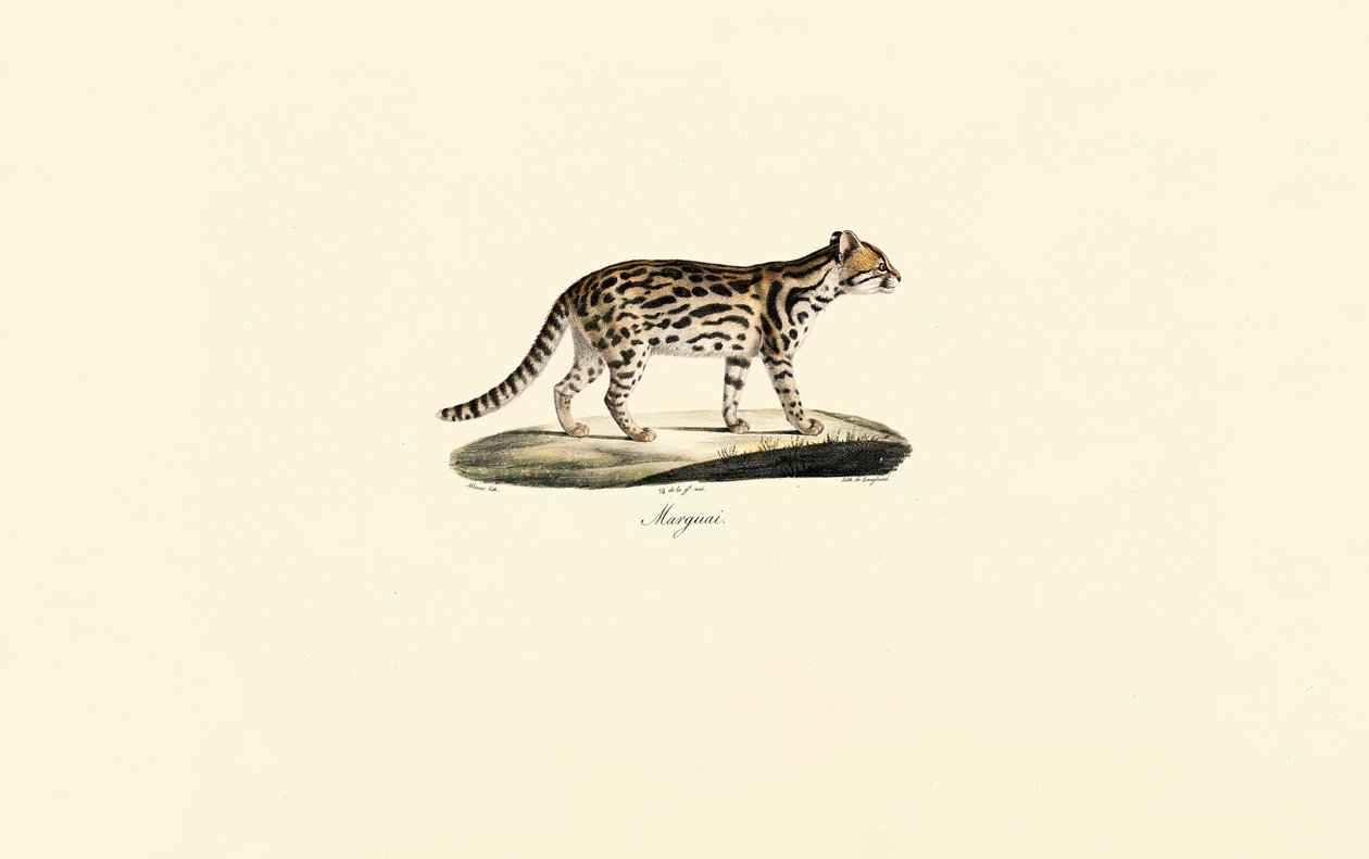 Margay od Jacques Christophe Werner
