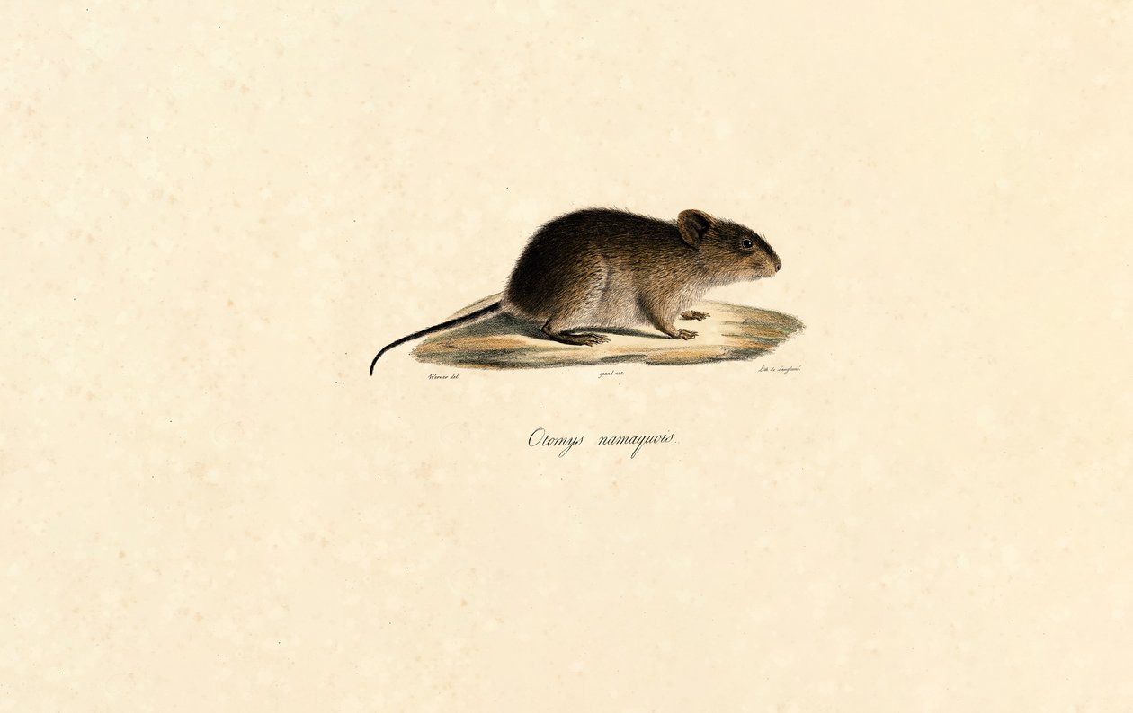 Namaqua Rock Mouse od Jacques Christophe Werner