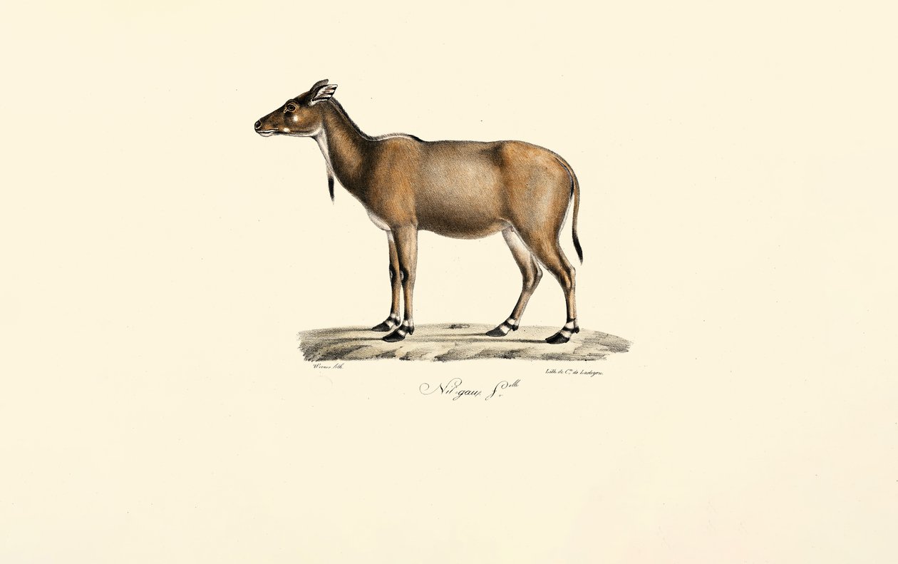 Antilopa nilgai od Jacques Christophe Werner