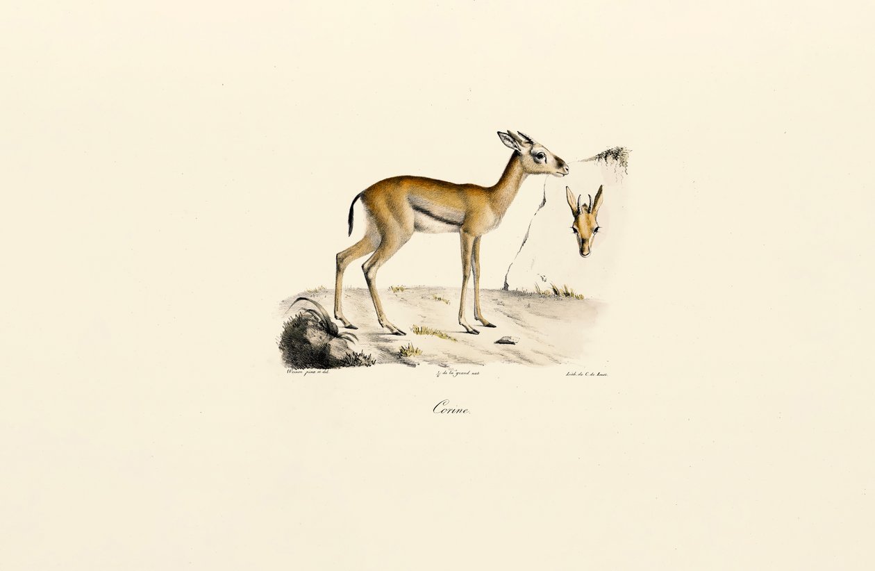  od Jacques Christophe Werner