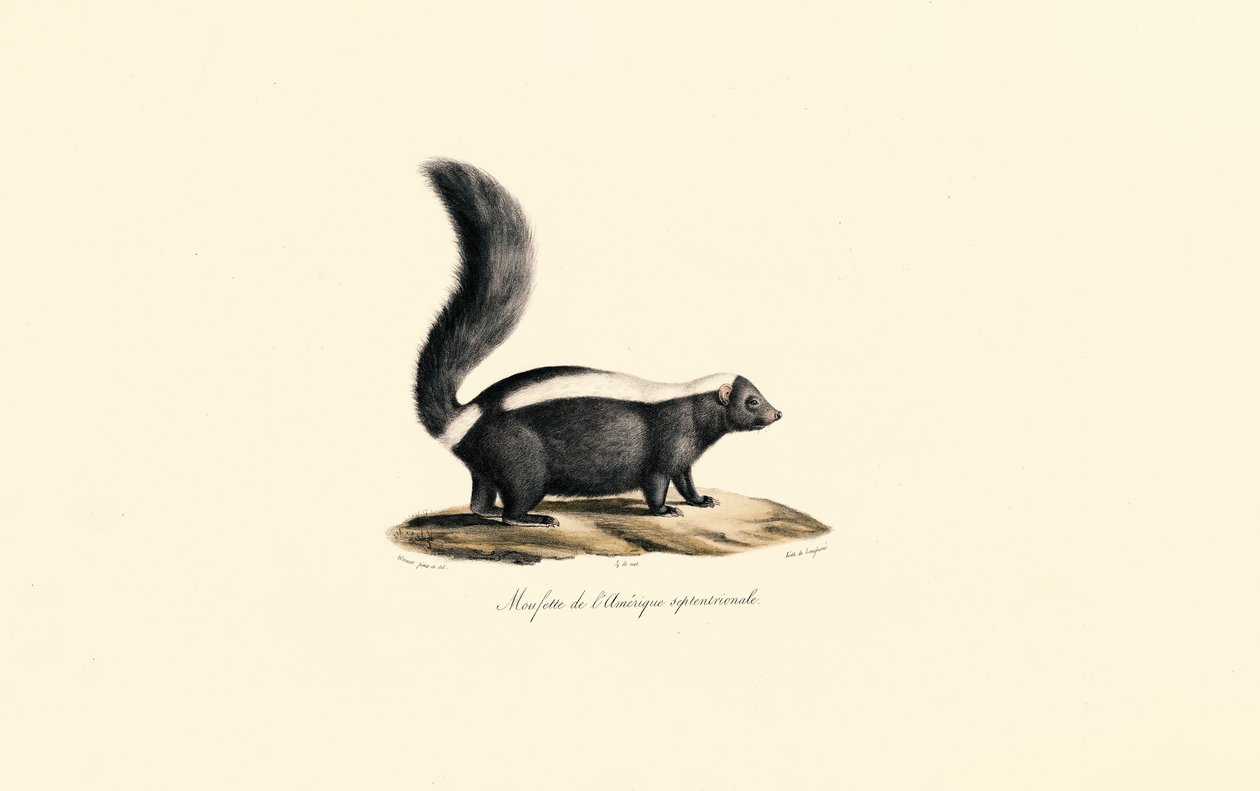 Severoamerický skunk od Jacques Christophe Werner
