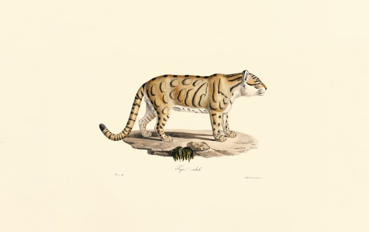  od Jacques Christophe Werner