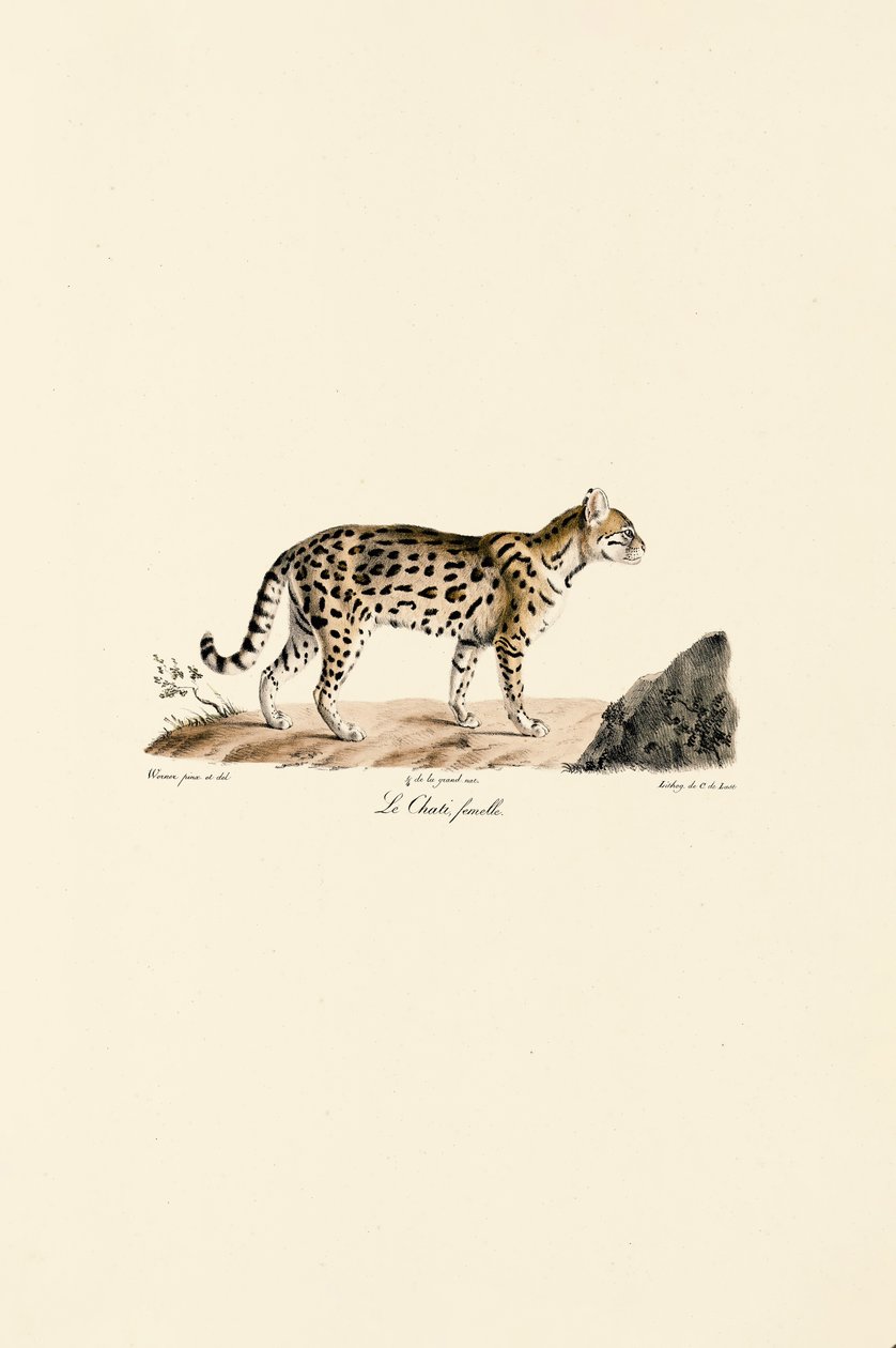 Ocelot, fena od Jacques Christophe Werner