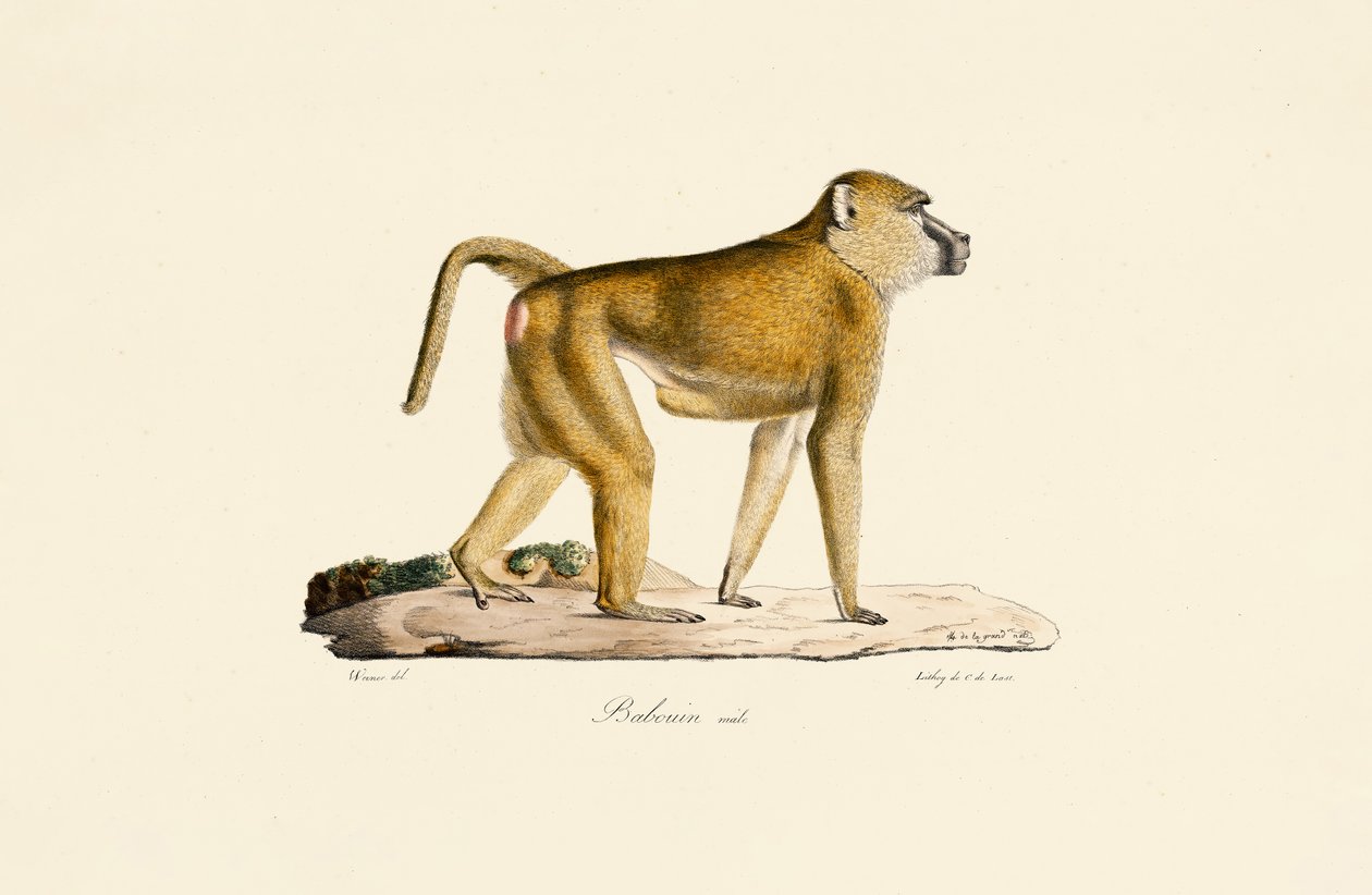  od Jacques Christophe Werner