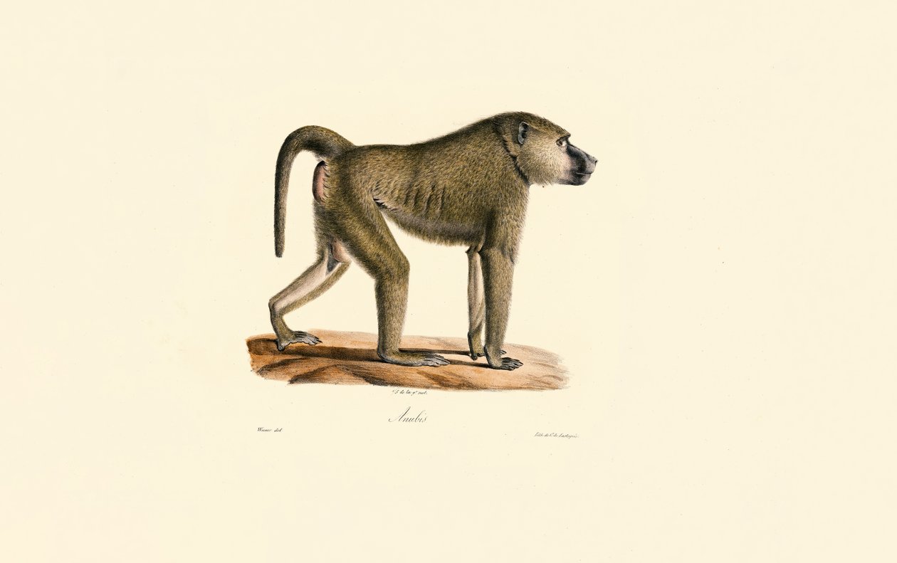 Olive Baboon od Jacques Christophe Werner
