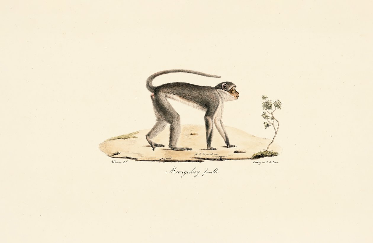 Patas Monkey (fena) od Jacques Christophe Werner