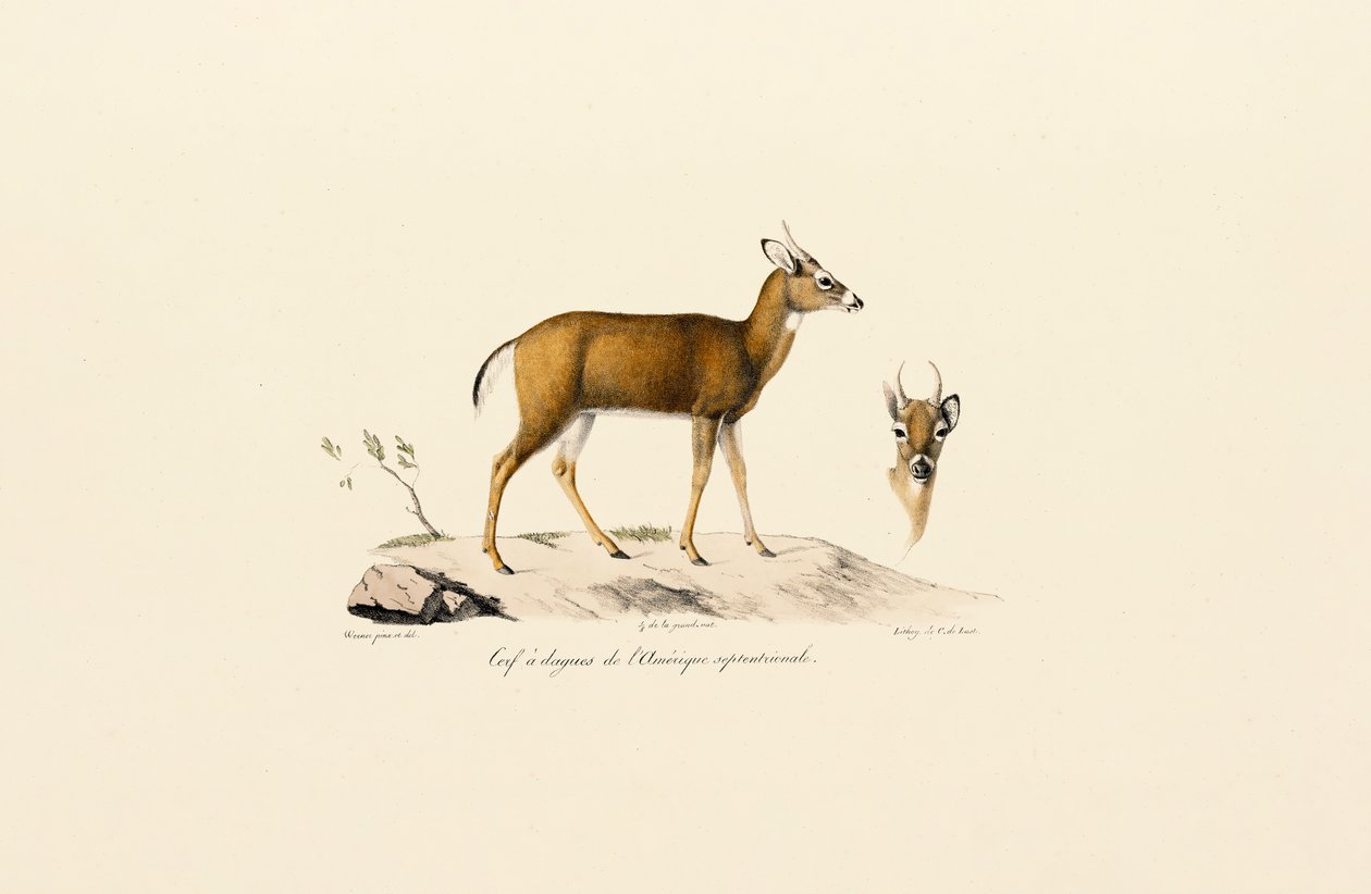  od Jacques Christophe Werner