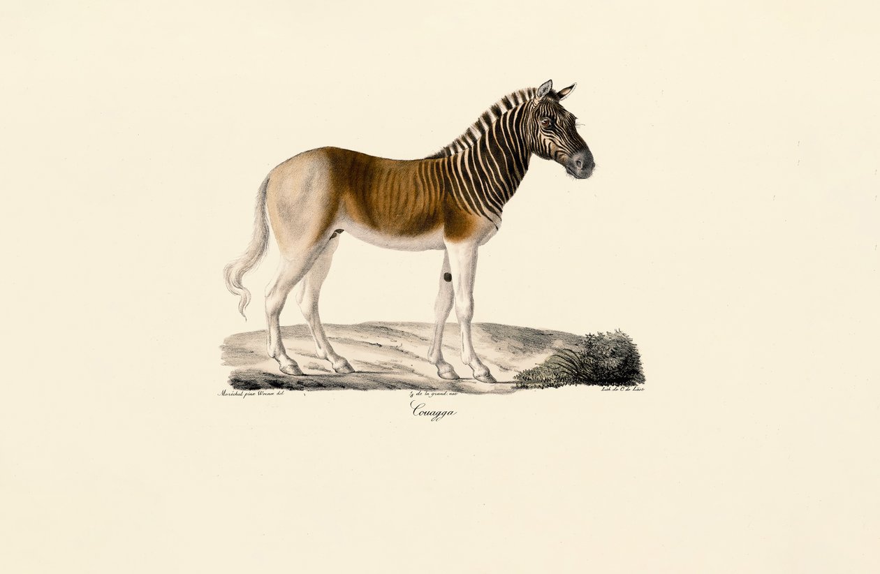Quagga od Jacques Christophe Werner