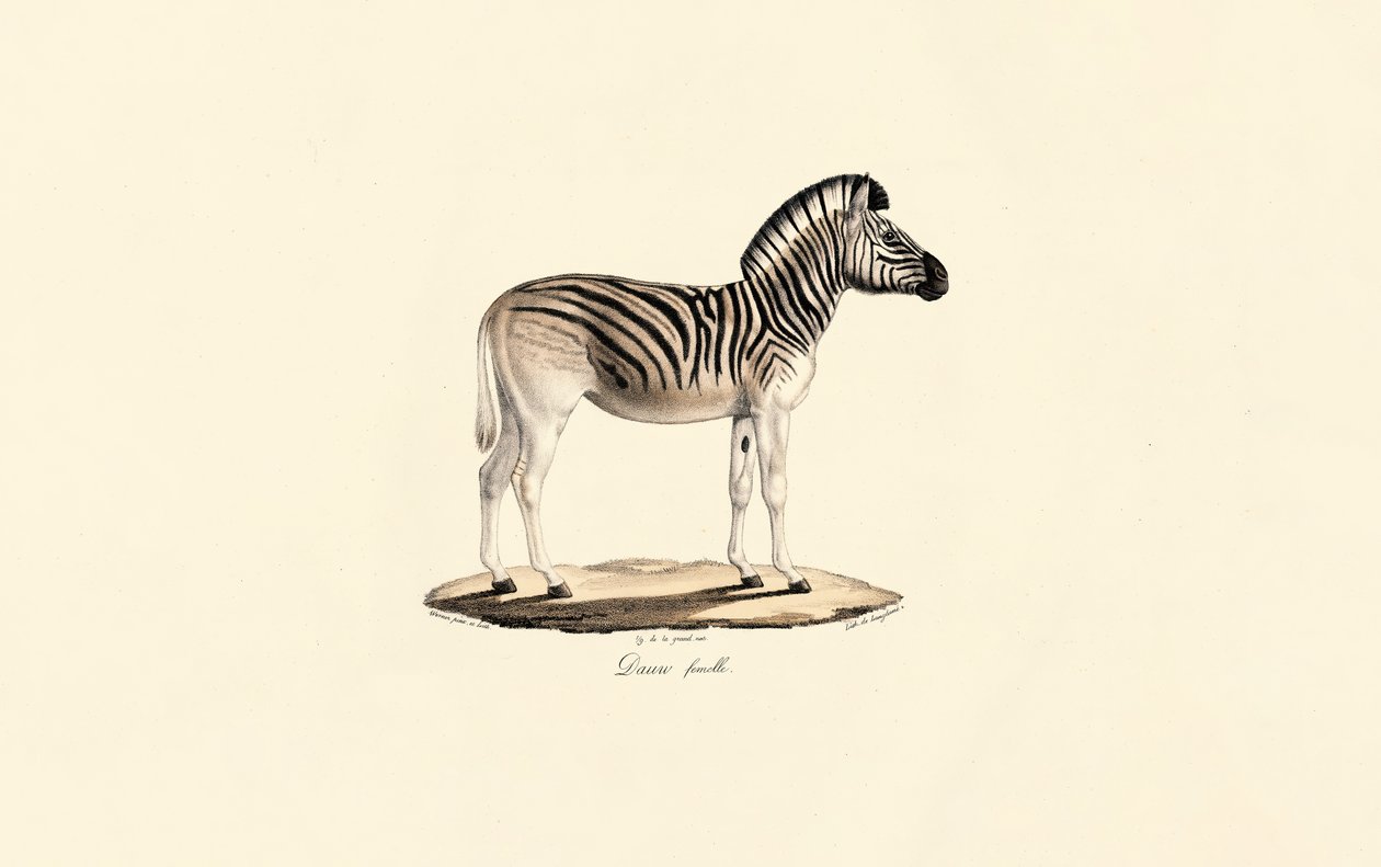 Quagga, samice od Jacques Christophe Werner