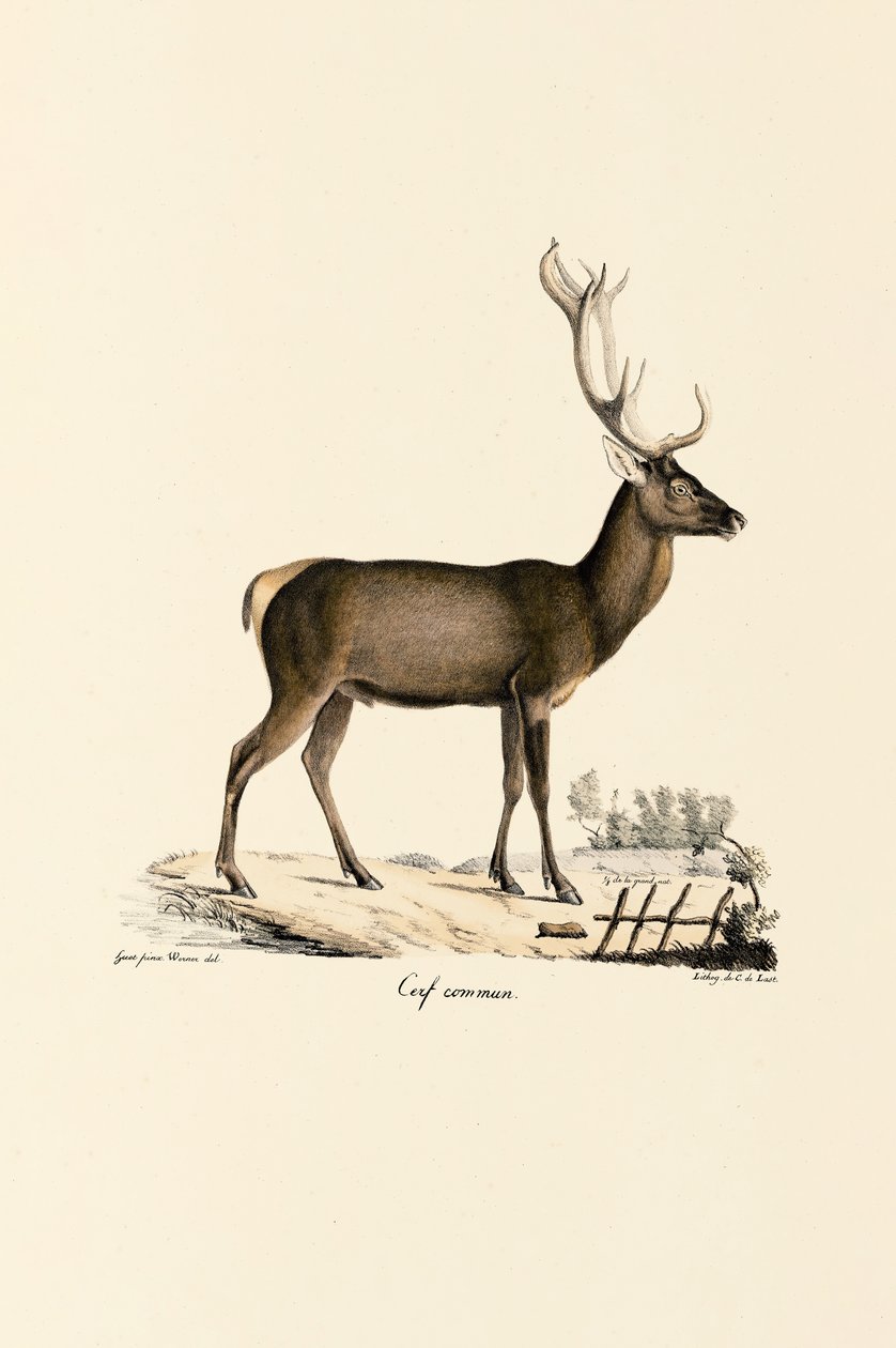 Red Deer od Jacques Christophe Werner