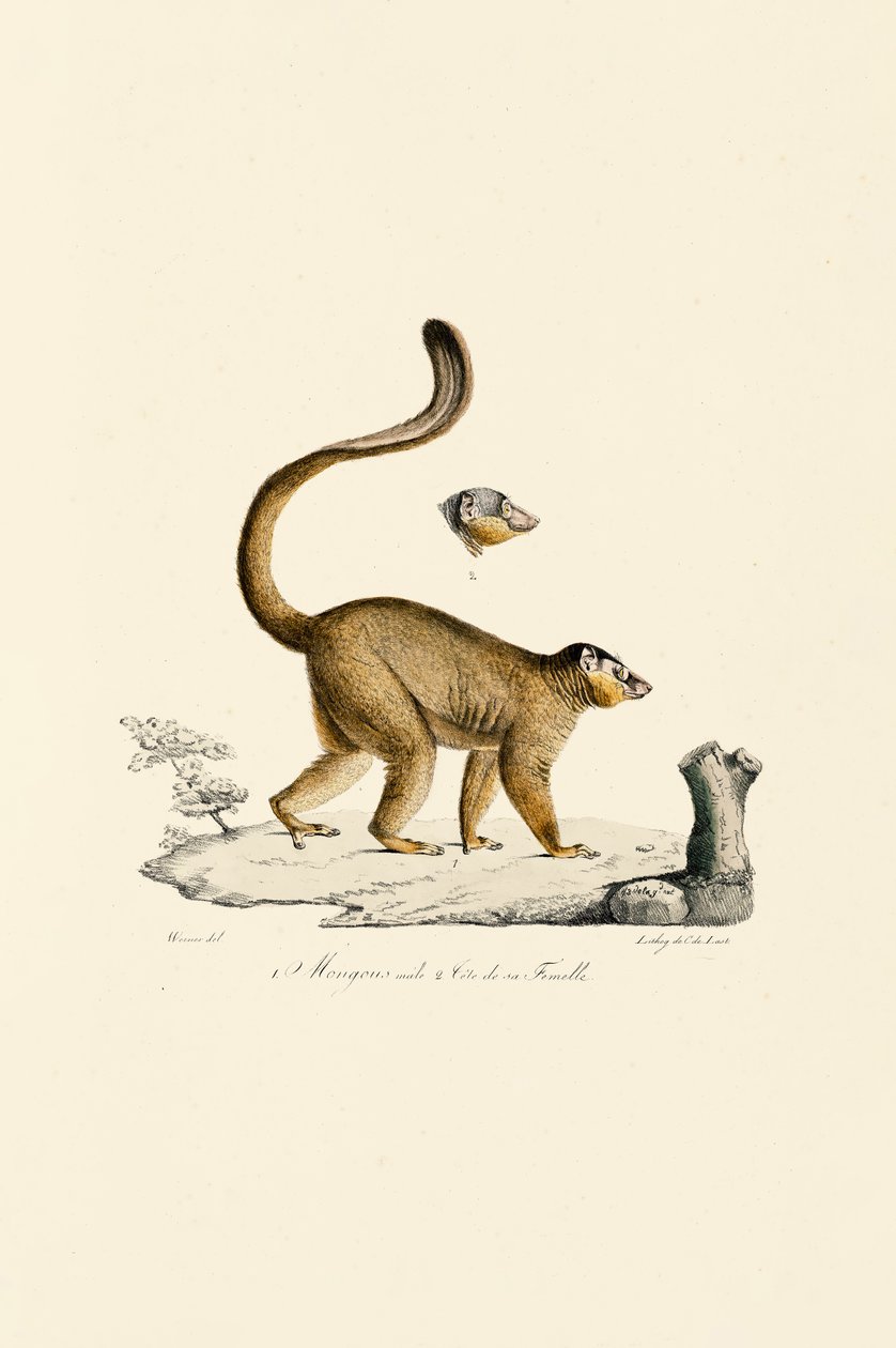 Hlava samce a samice lemura červeného od Jacques Christophe Werner