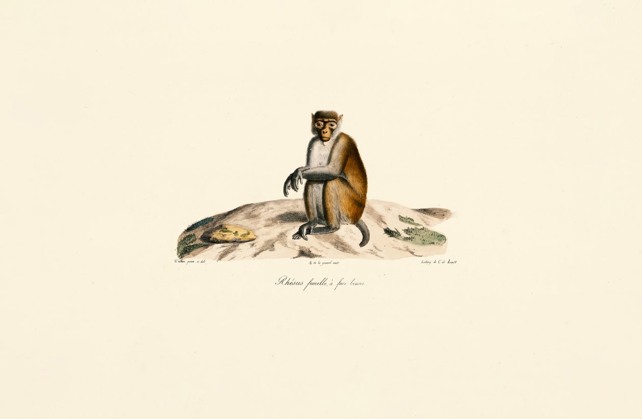 Makak rhesus (Macaca mulatta) od Jacques Christophe Werner