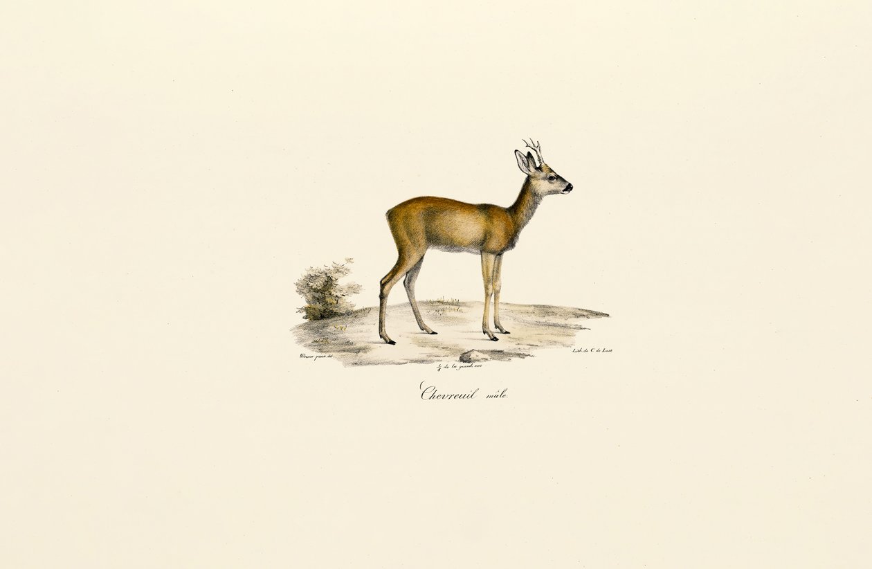 Srnčí samec od Jacques Christophe Werner