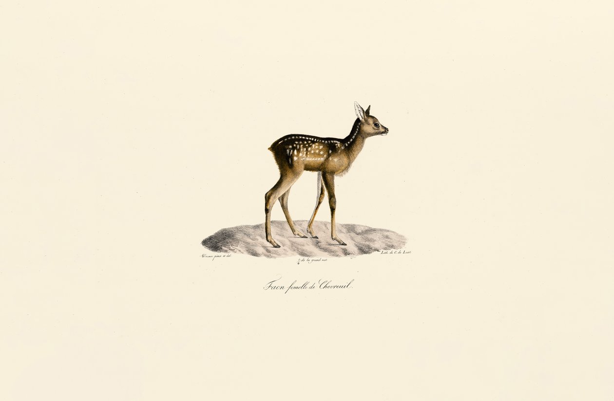 Srnčí srna od Jacques Christophe Werner