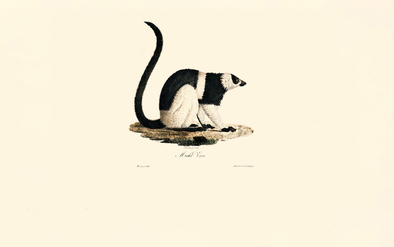 Lemur chocholatý od Jacques Christophe Werner