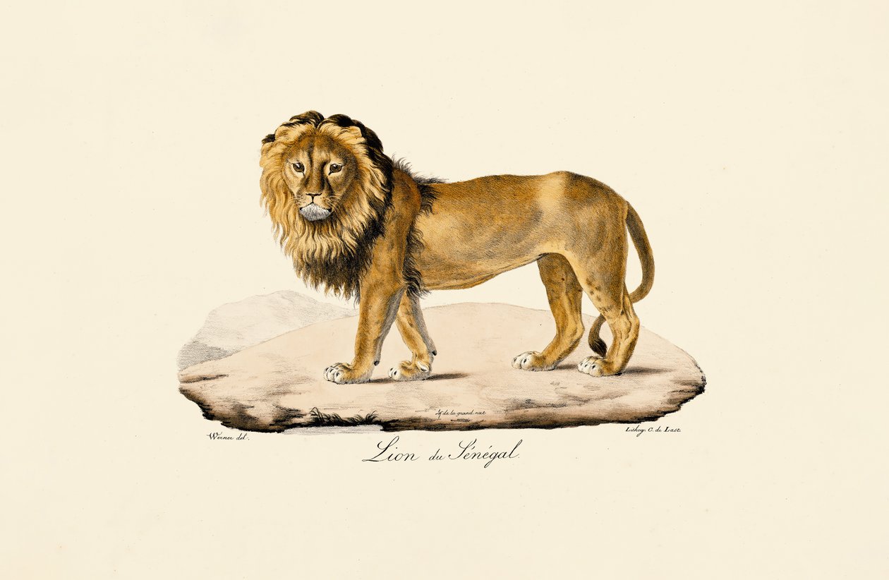 Senegalský lev od Jacques Christophe Werner