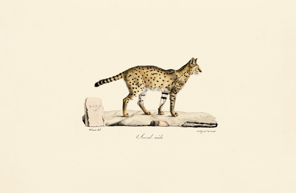 Serval, samec od Jacques Christophe Werner