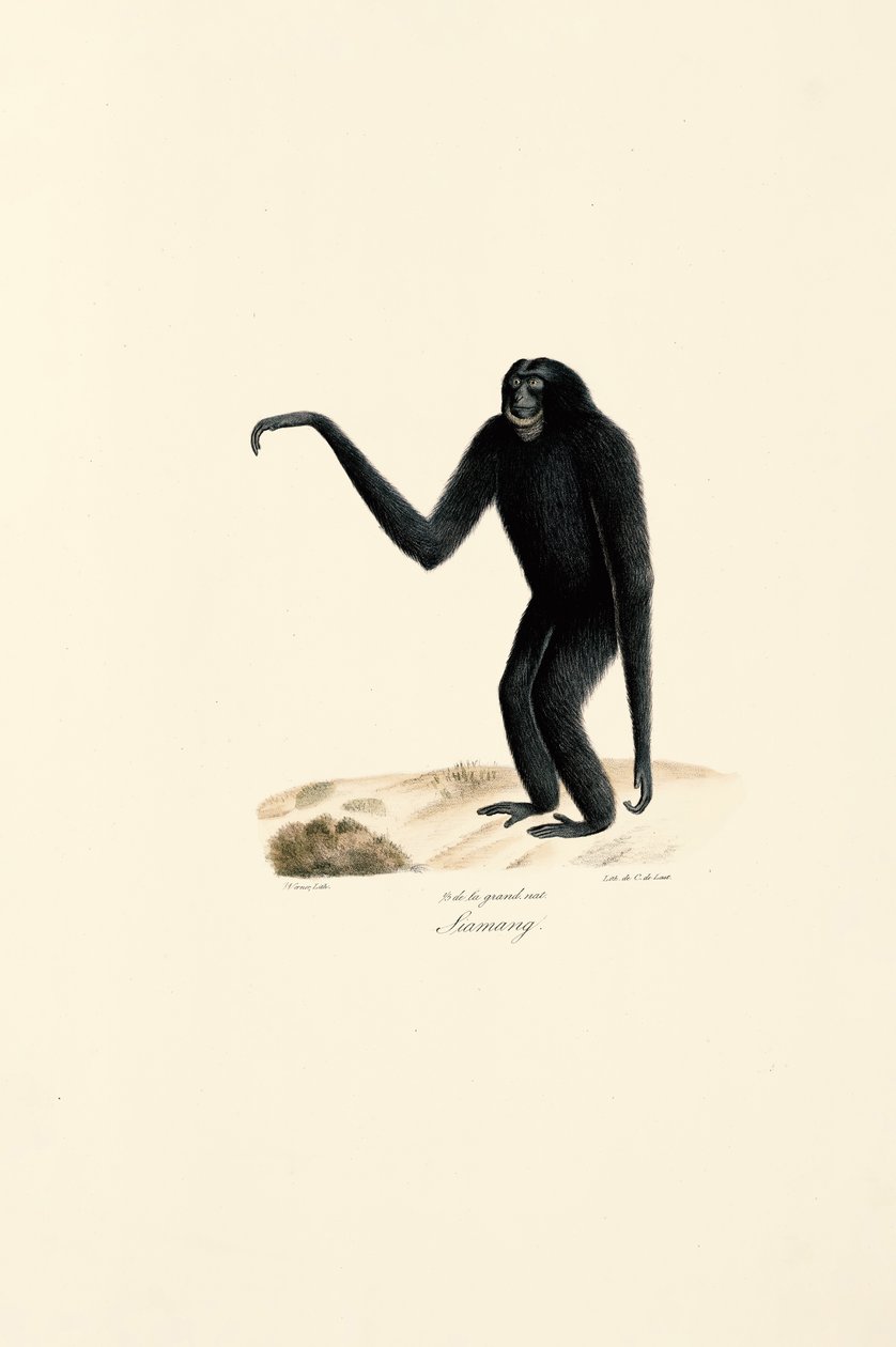 Siamang (Symphalangus syndactylus) od Jacques Christophe Werner