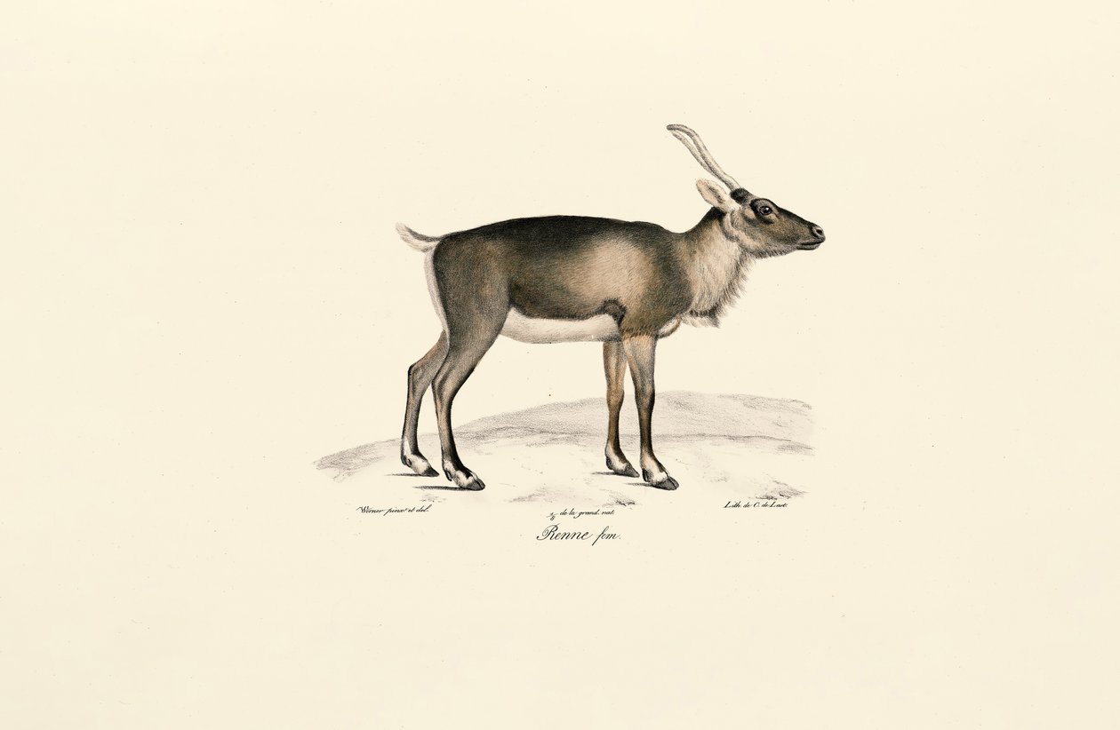 Pižmoň sibiřský (Moschus moschiferus) od Jacques Christophe Werner
