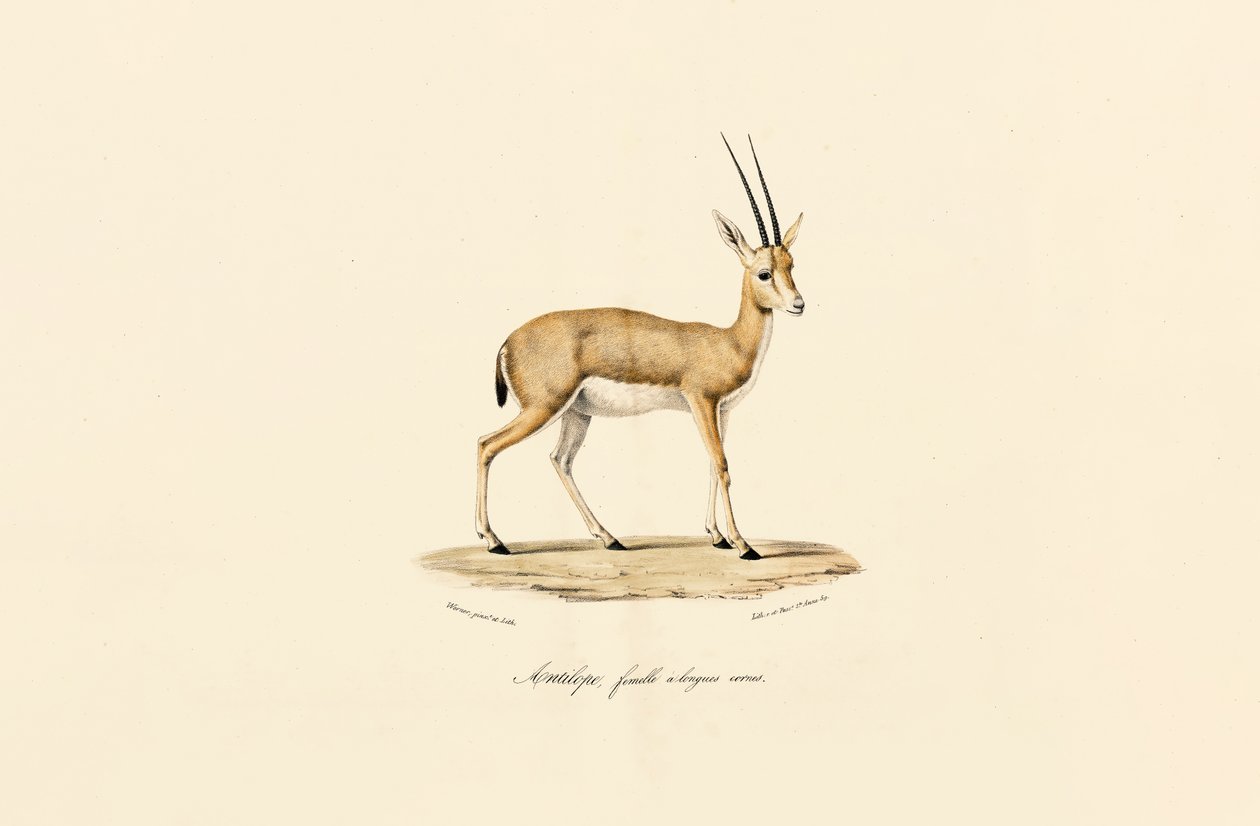  od Jacques Christophe Werner