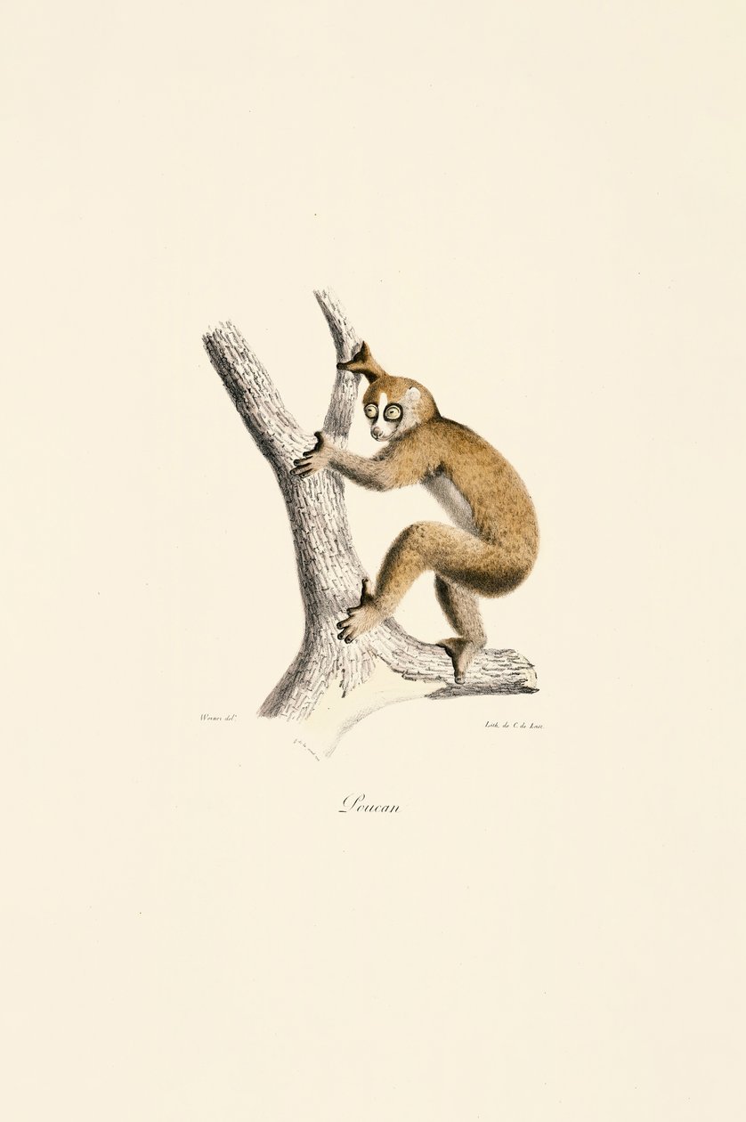  od Jacques Christophe Werner
