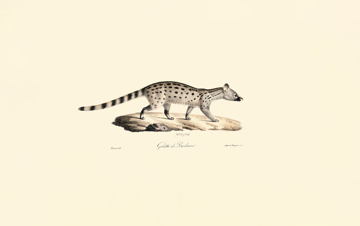 Genet maloskvrnný od Jacques Christophe Werner