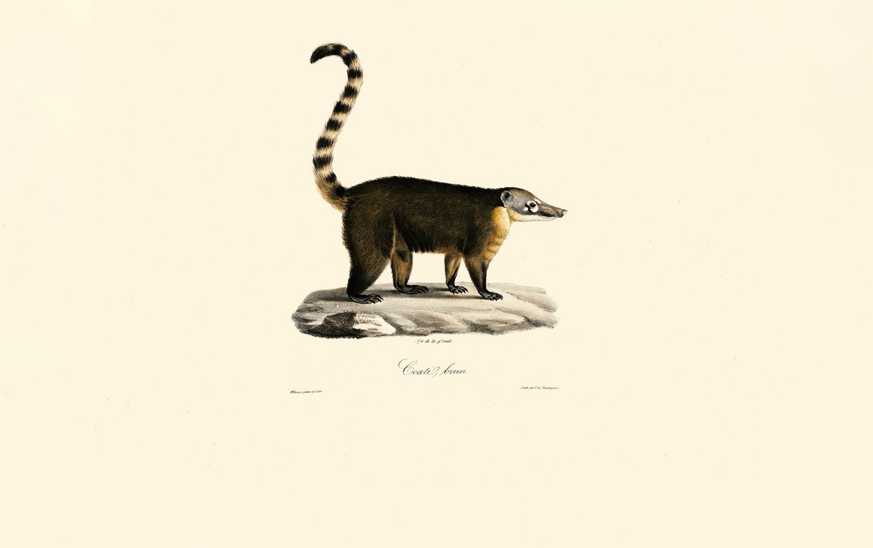 Jihoamerický kocour (Nasua nasua) od Jacques Christophe Werner