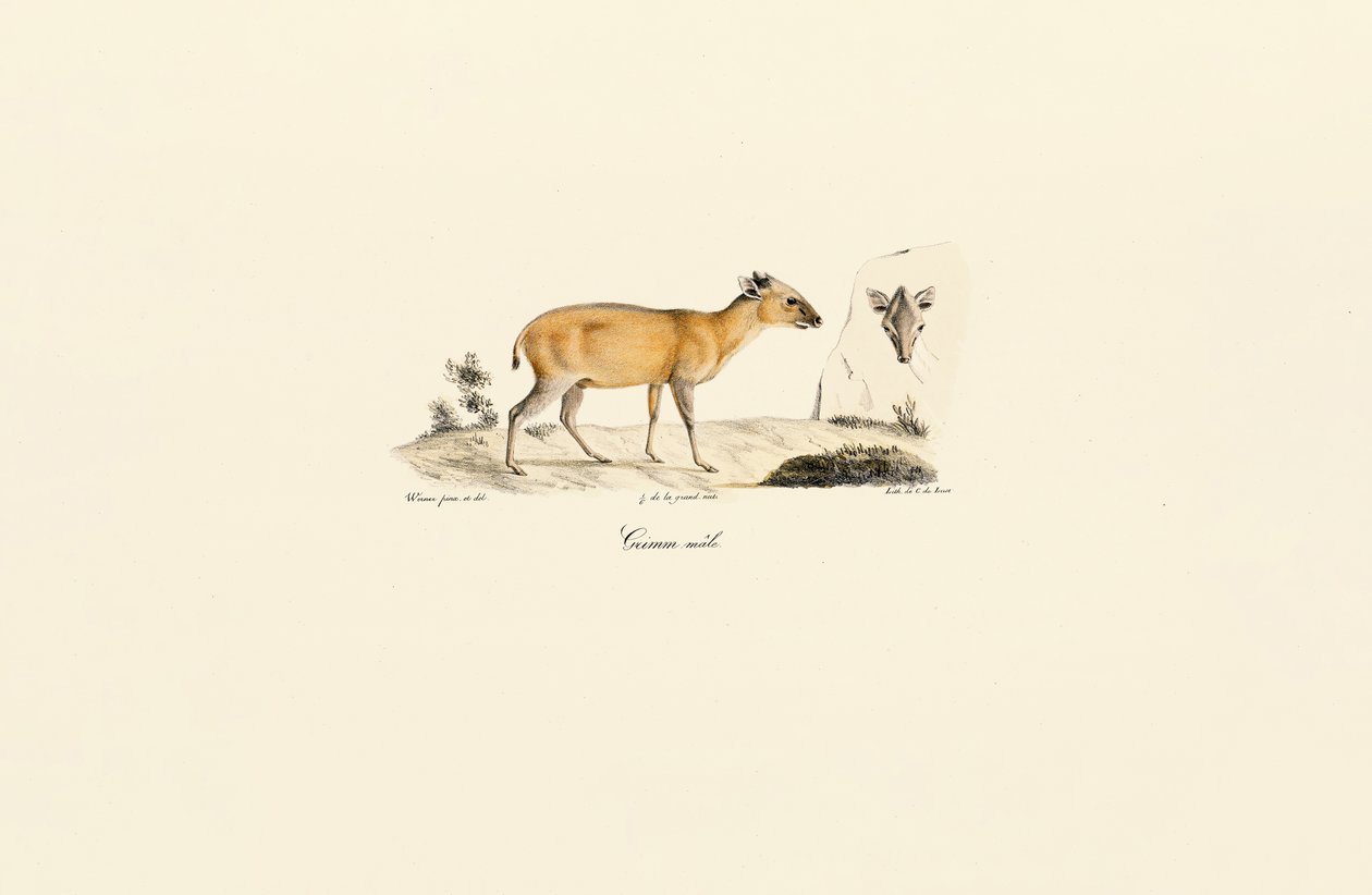 Jihoamerické druhy jelenů od Jacques Christophe Werner