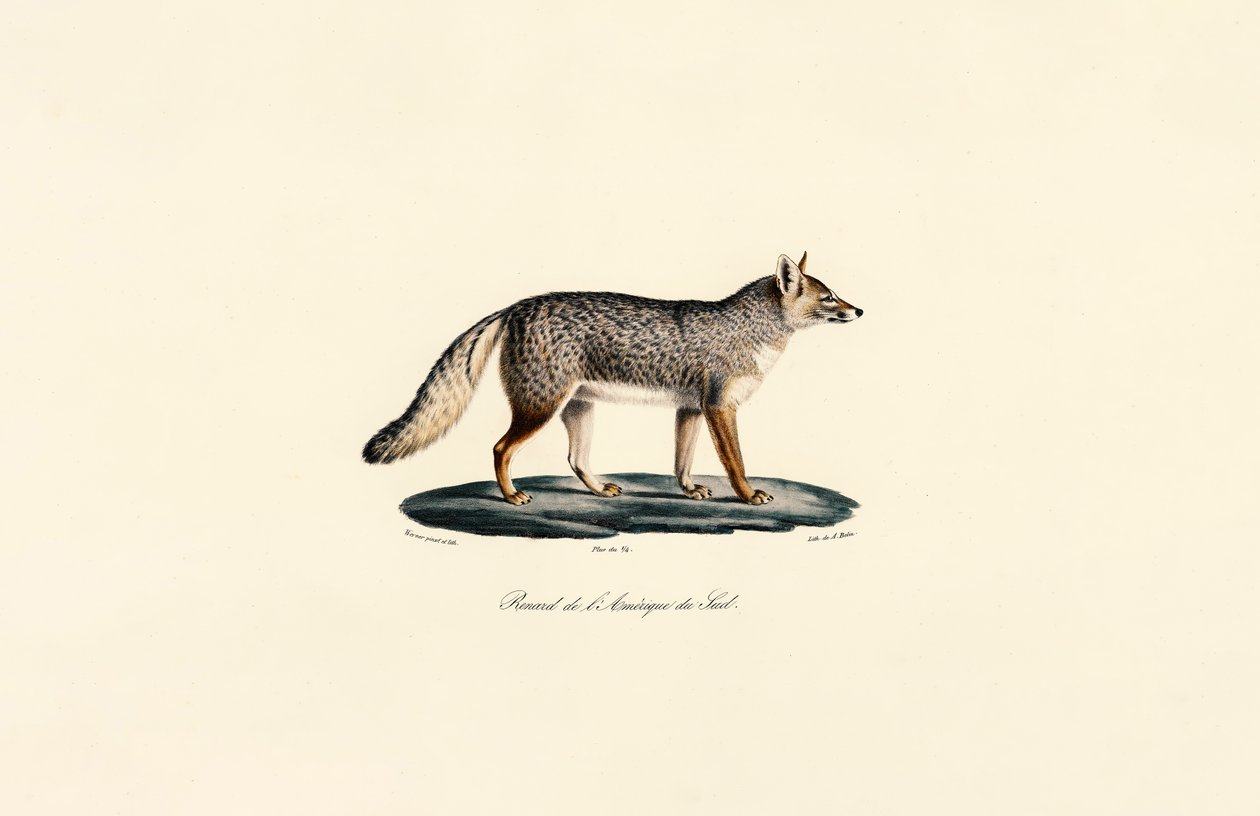 Jihoamerická liška od Jacques Christophe Werner