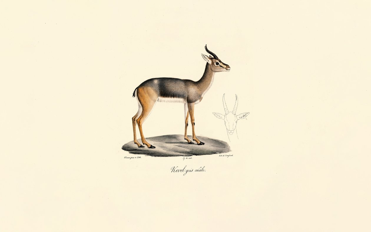 Rákosník jižní (Révebi Antilope, Samec) od Jacques Christophe Werner
