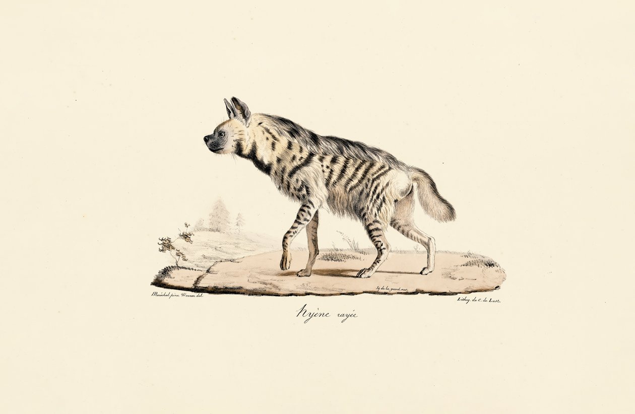 Hyena pruhovaná od Jacques Christophe Werner