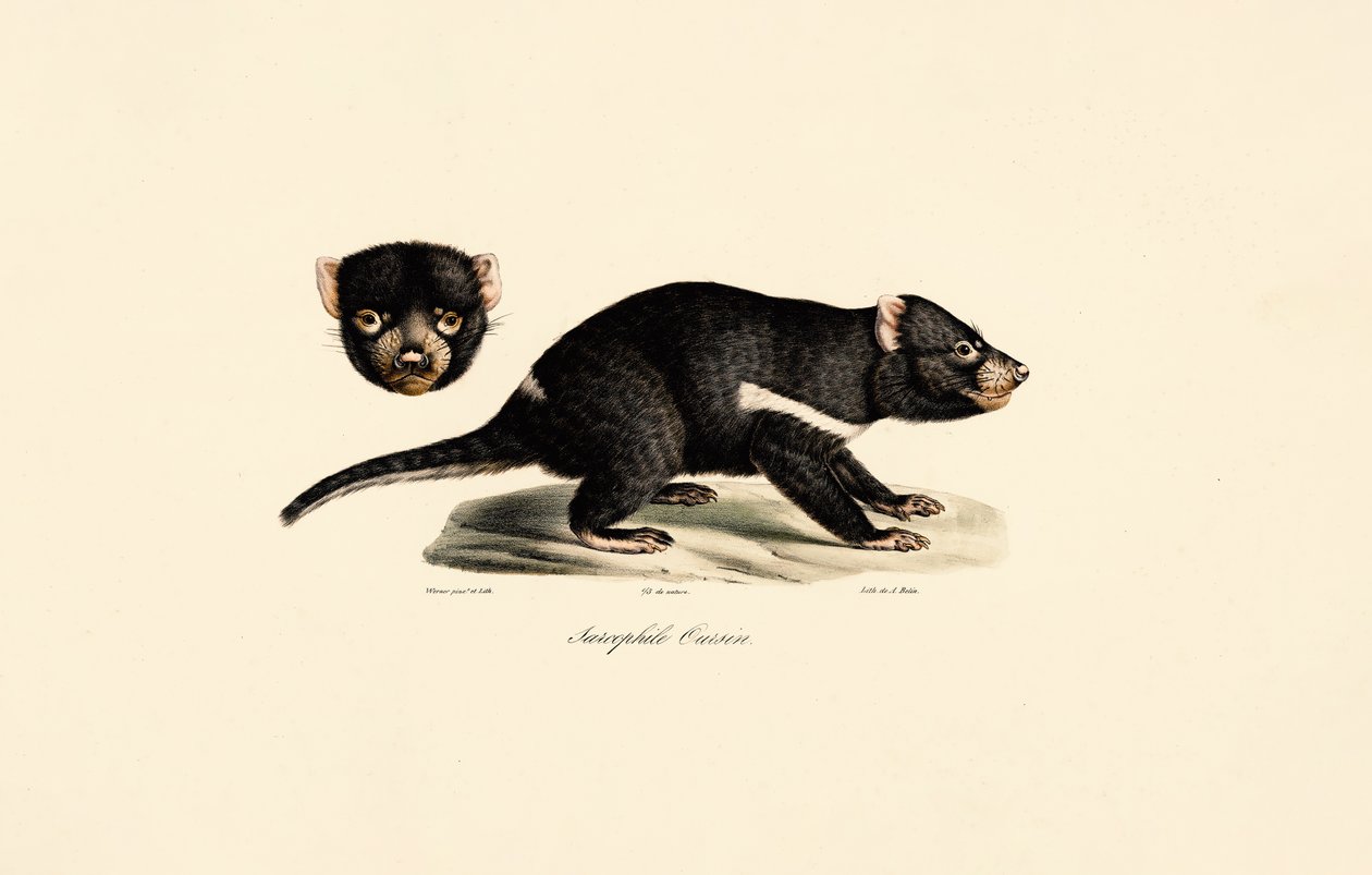  od Jacques Christophe Werner