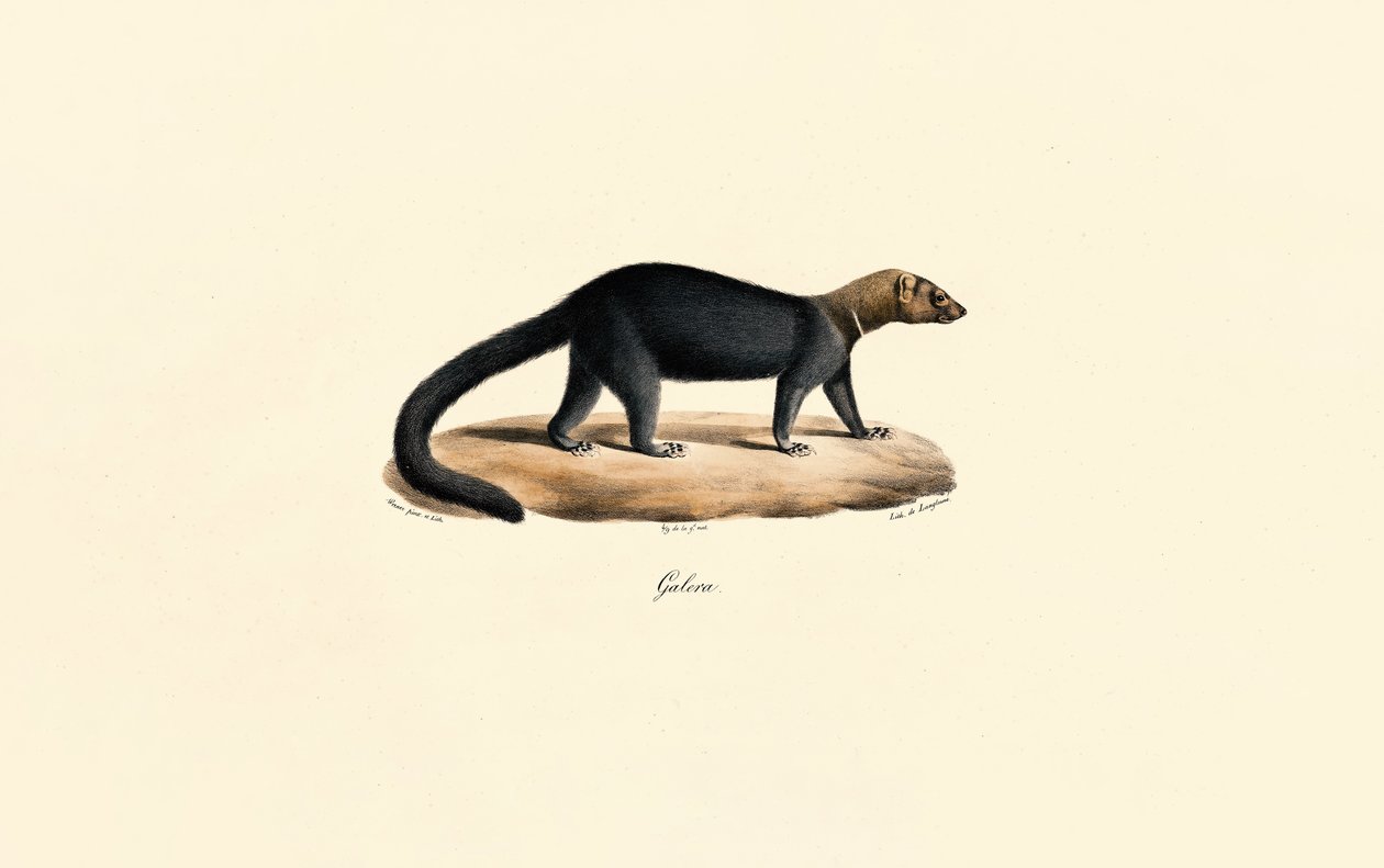 Tayra od Jacques Christophe Werner