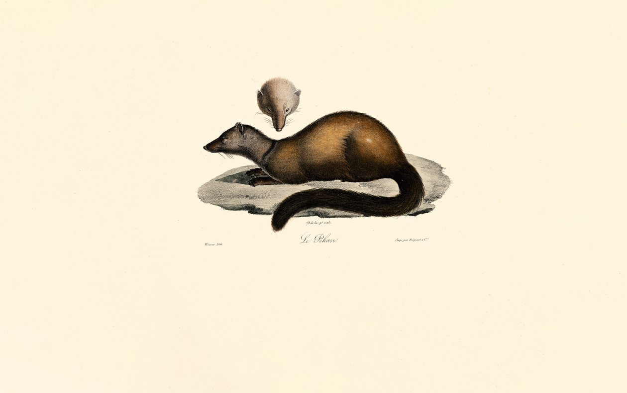 od Jacques Christophe Werner