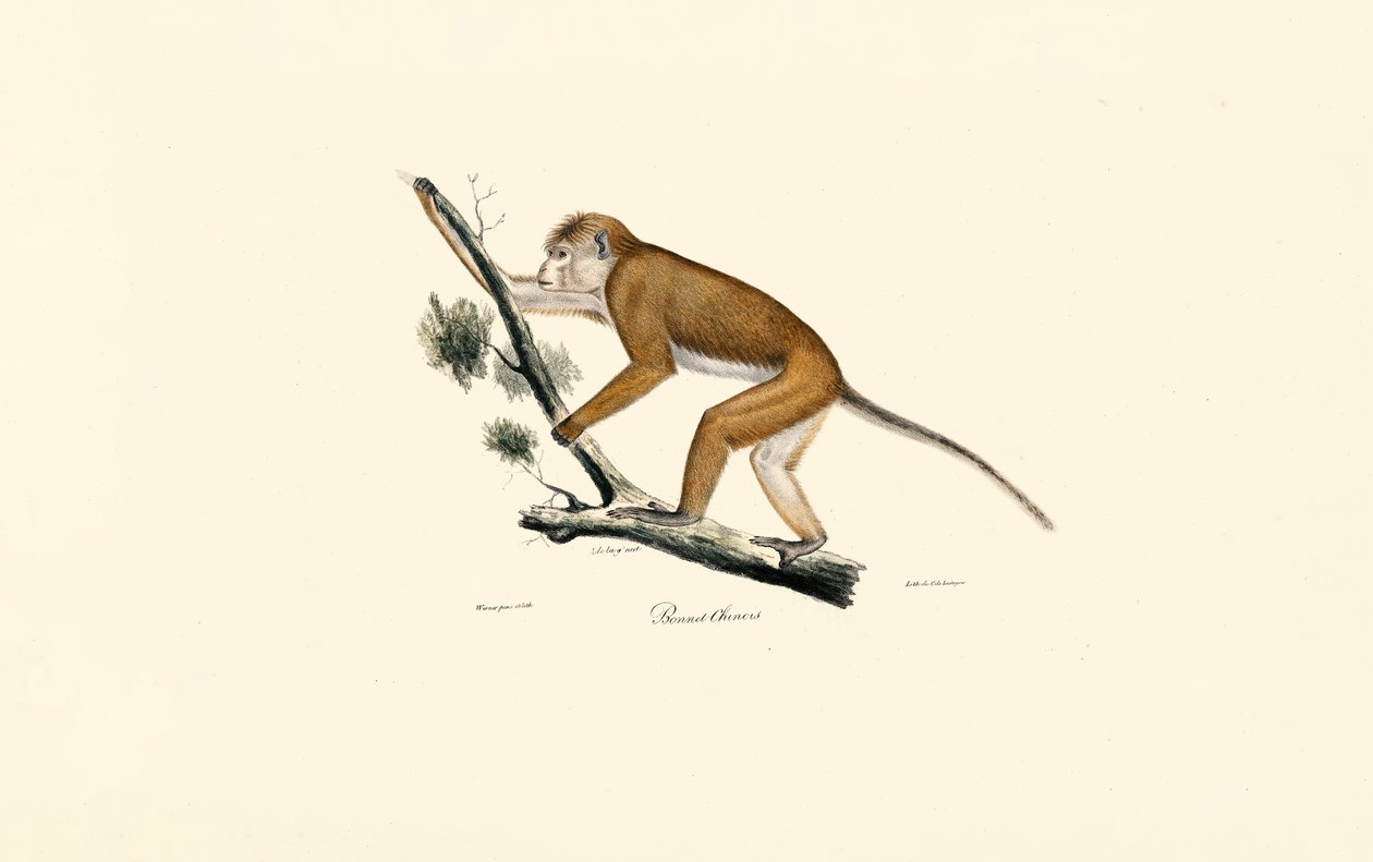 Makak tibetský od Jacques Christophe Werner