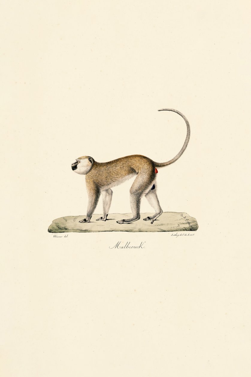 Opice Vervetova (Malbrouck) od Jacques Christophe Werner