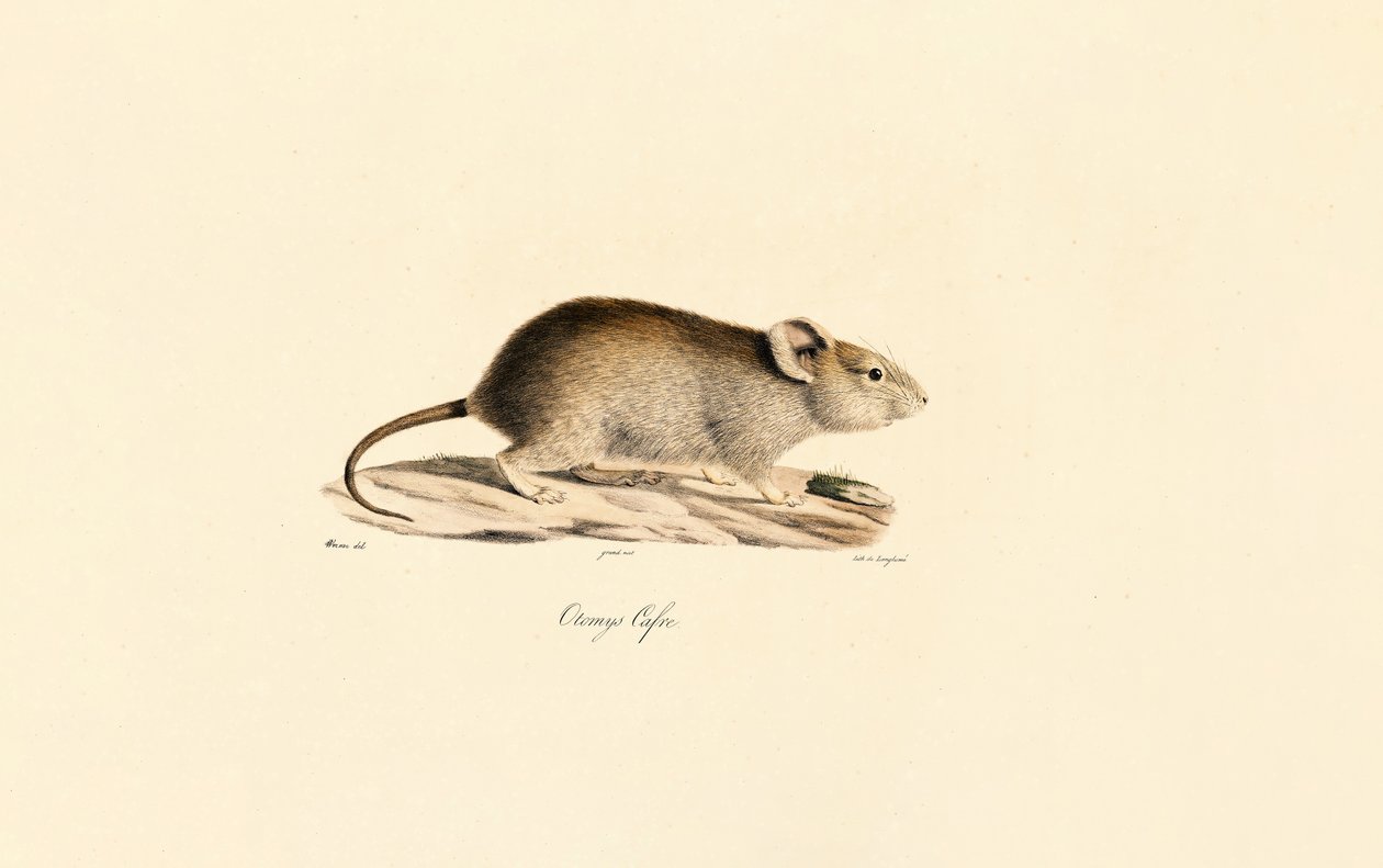 Vlei Rat od Jacques Christophe Werner