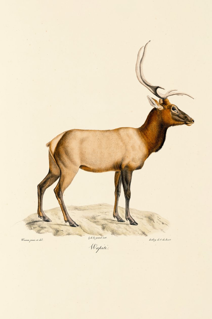 Wapiti od Jacques Christophe Werner