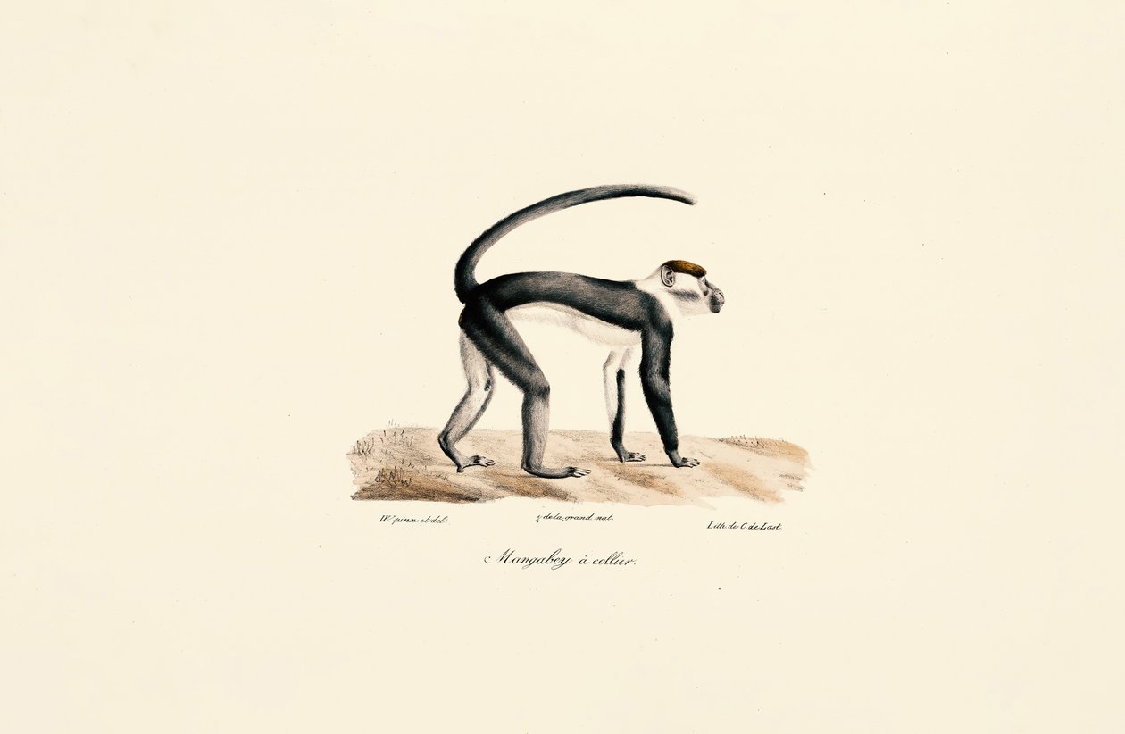 Mangabey bělolící (Cercocebus torquatus) od Jacques Christophe Werner