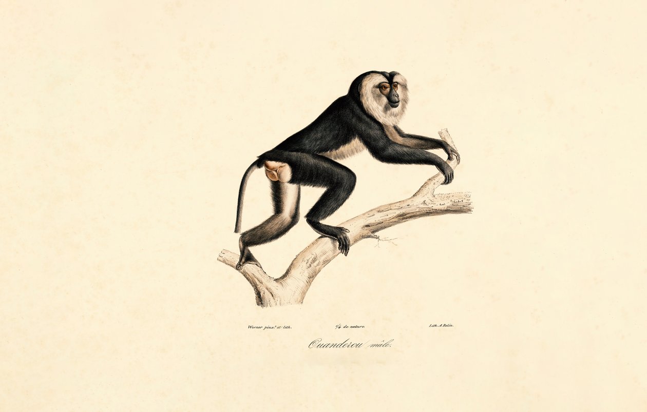 Mangabey bělolící (samec) od Jacques Christophe Werner