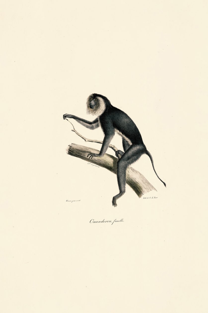Marmoška bělolící (samice) od Jacques Christophe Werner